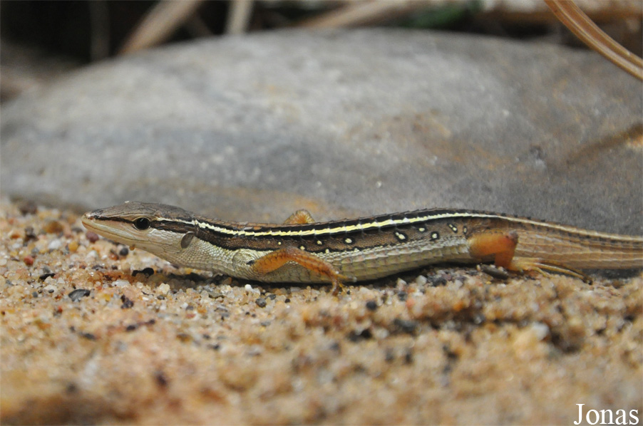 Takydromus sexlineatus