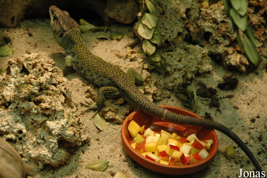Timon lepidus