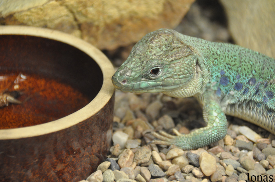 Timon tangitanus
