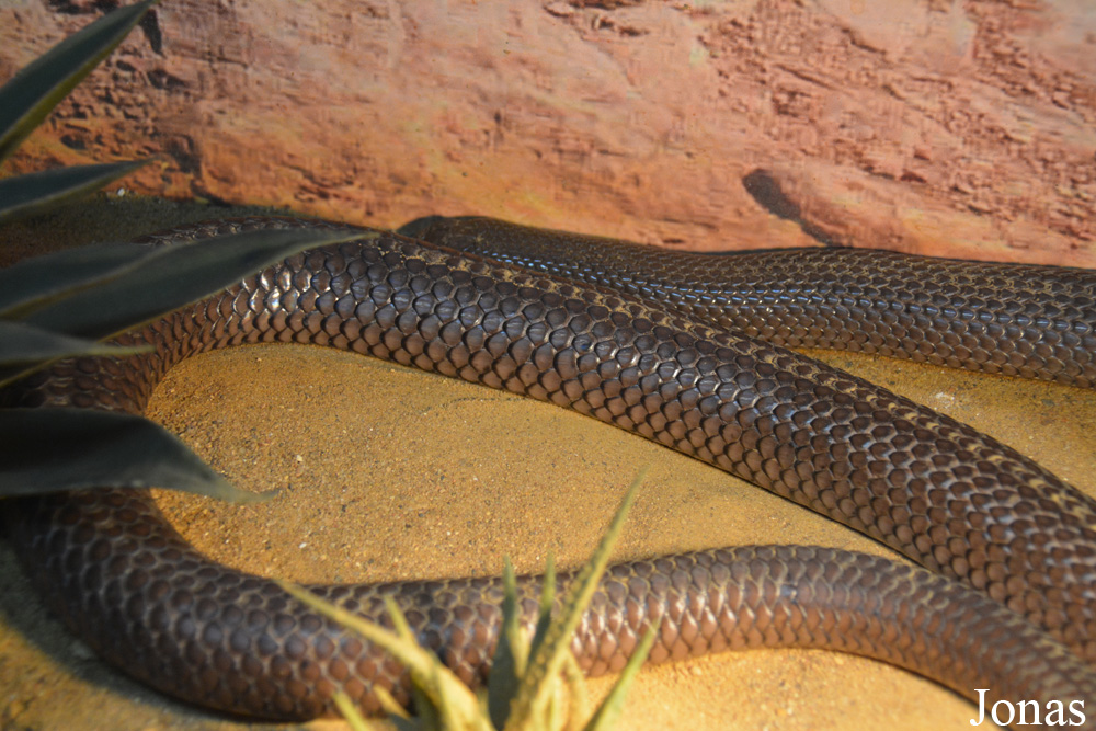 Rhamphiophis rostratus