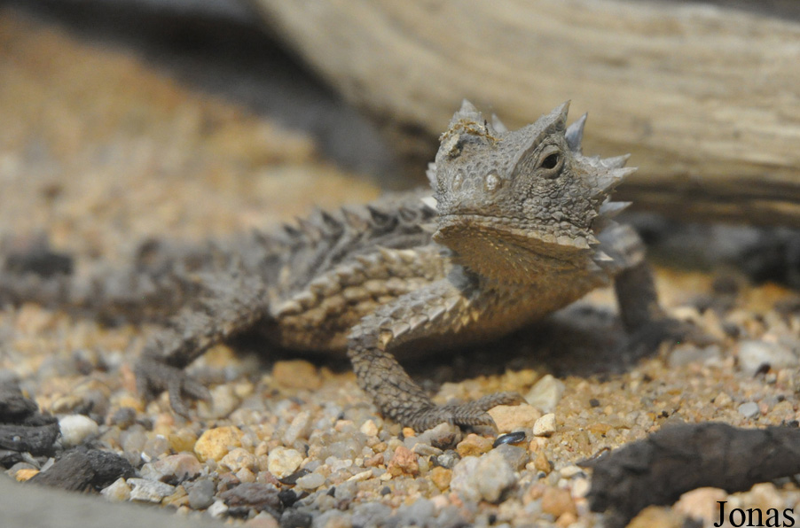 Phrynosoma asio