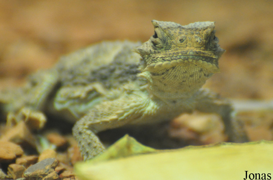Phrynosoma platyrhinos