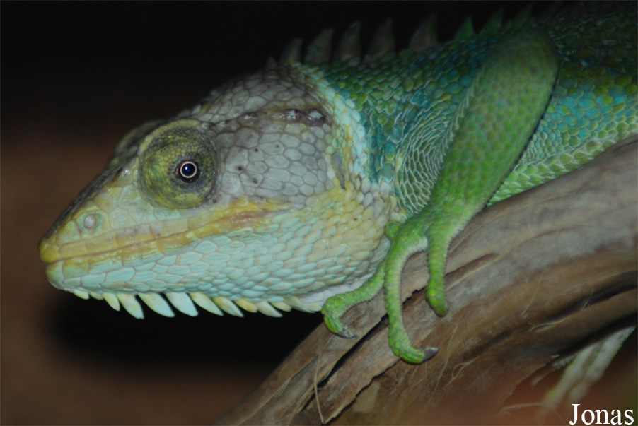 Polychrus peruvianus