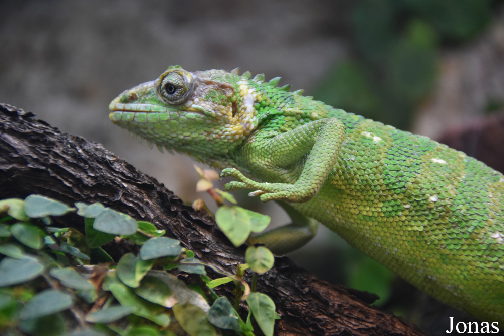 Polychrus peruvianus