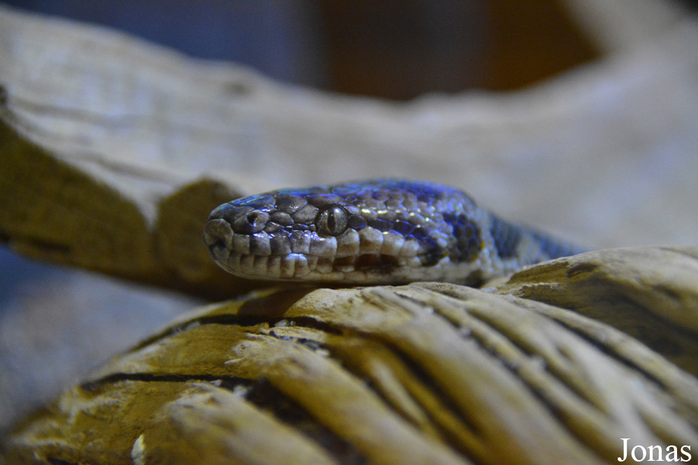 Antaresia maculosa