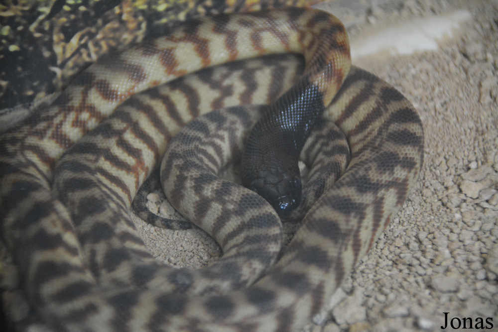 Aspidites melanocephalus