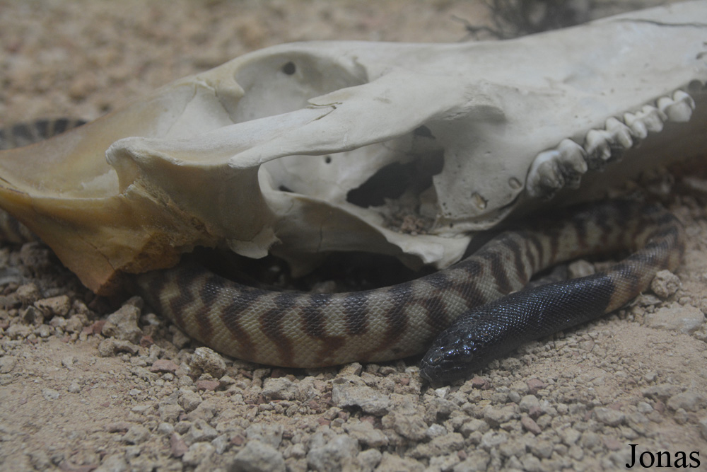 Aspidites melanocephalus