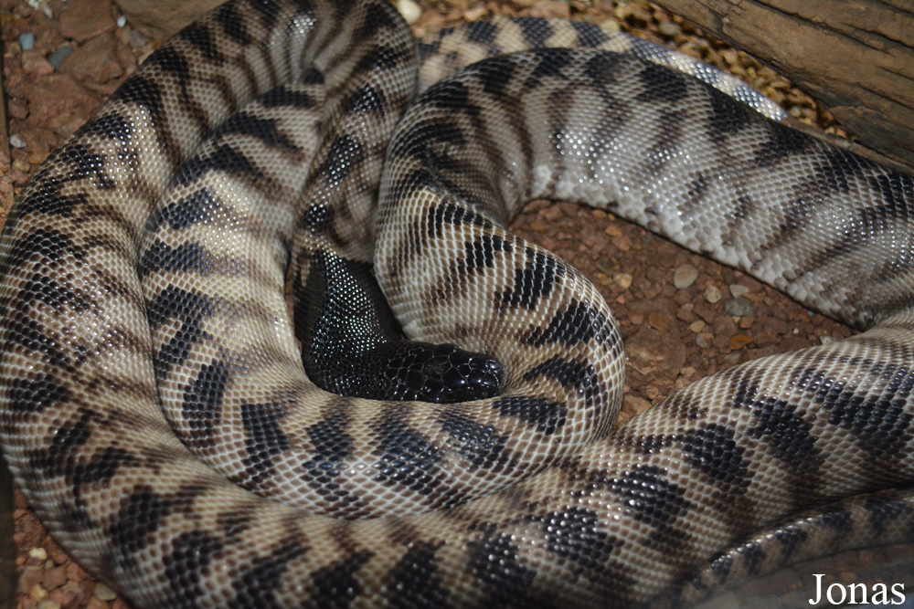 Aspidites melanocephalus