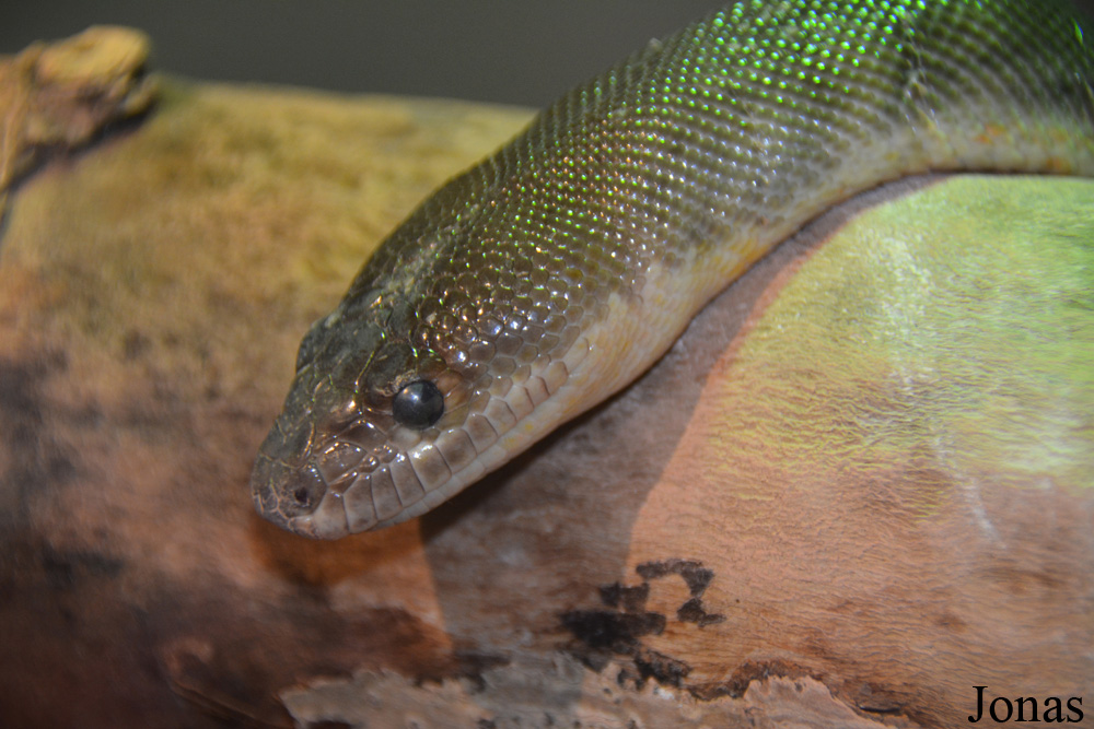 Aspidites ramsayi