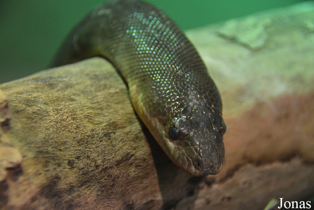 Aspidites ramsayi