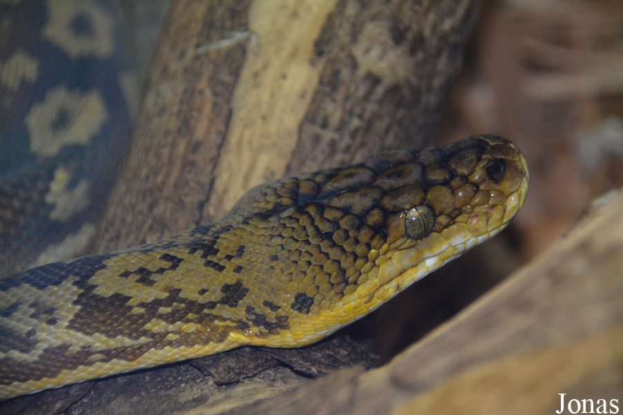 Broghammerus timoriensis