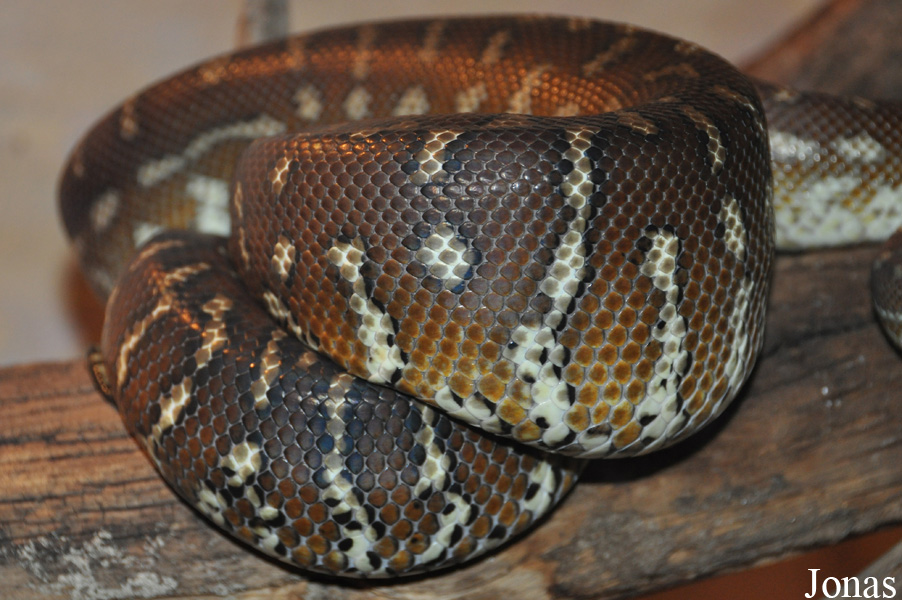 Morelia bredli