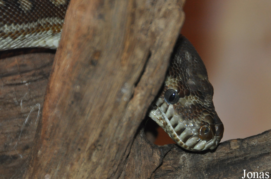 Morelia bredli
