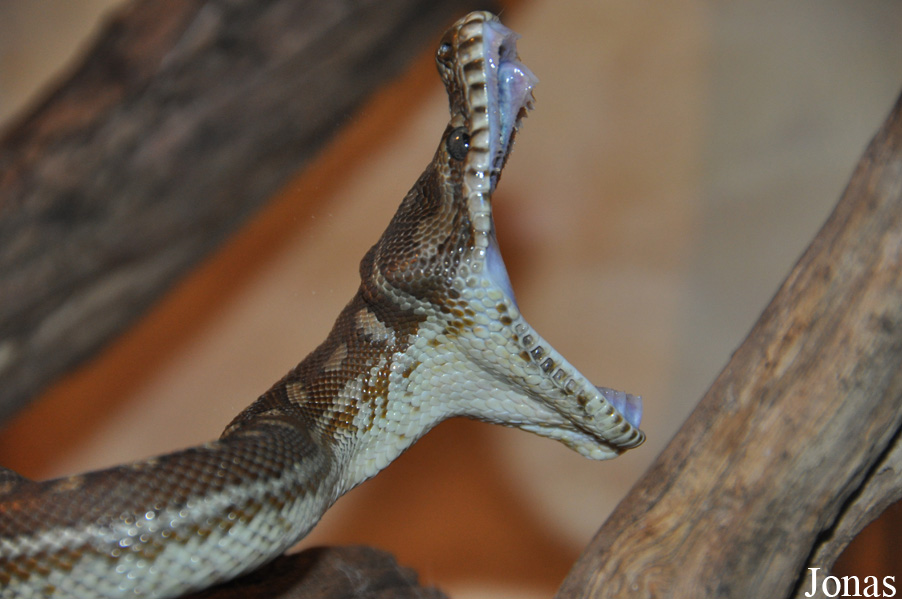 Morelia bredli