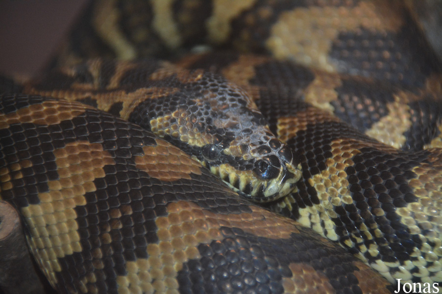Morelia spilota