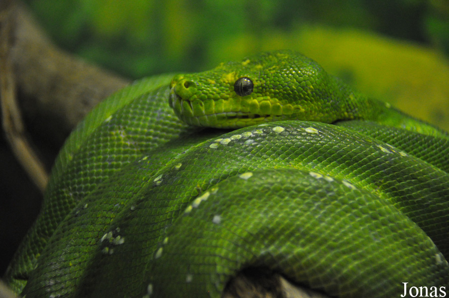 Morelia viridis