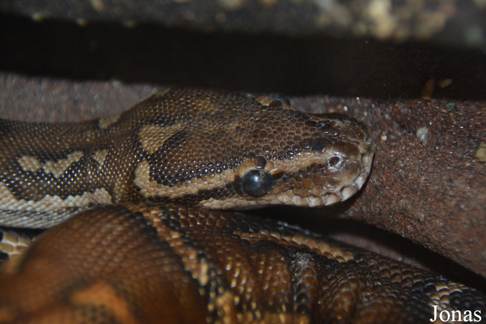 Python anchietae
