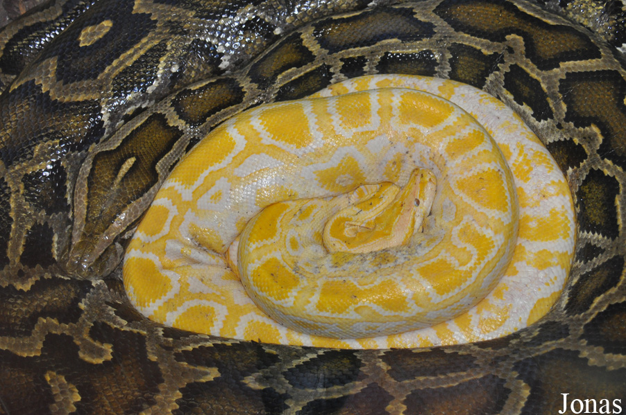 Python bivittatus