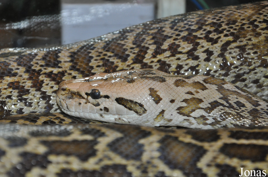 Python bivittatus