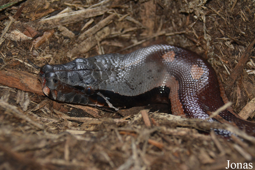 Python brongersmai