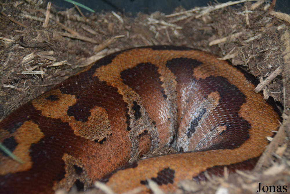 Python brongersmai