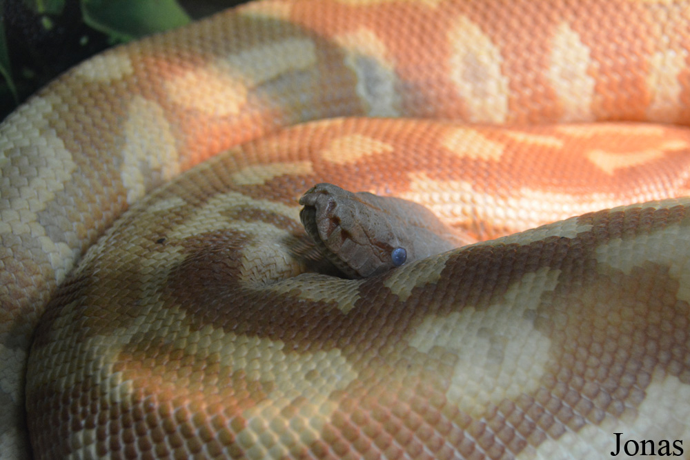 Python brongersmai