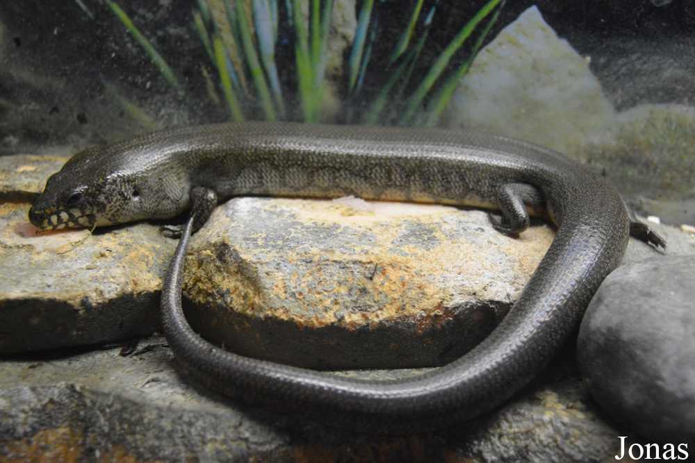 Amphiglossus reticulatus