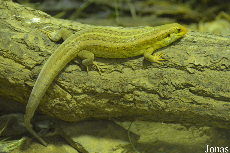 Chioninia vaillantii
