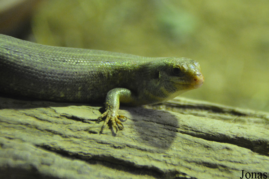 Chioninia vaillantii