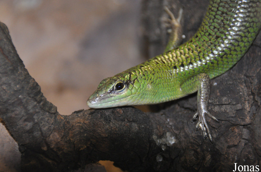 Dasia smaragdina