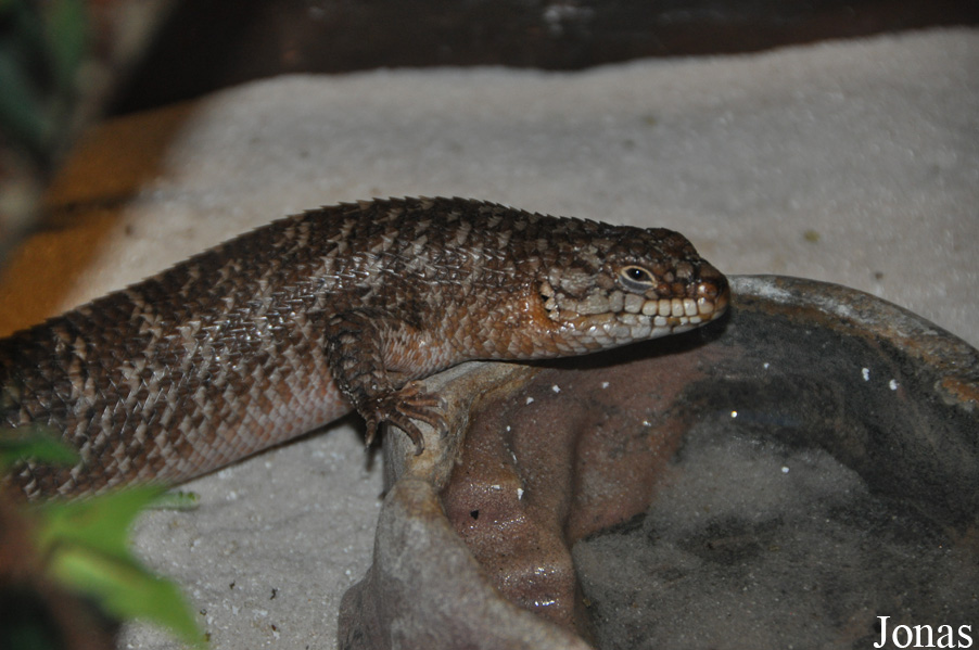 Egernia stokesii