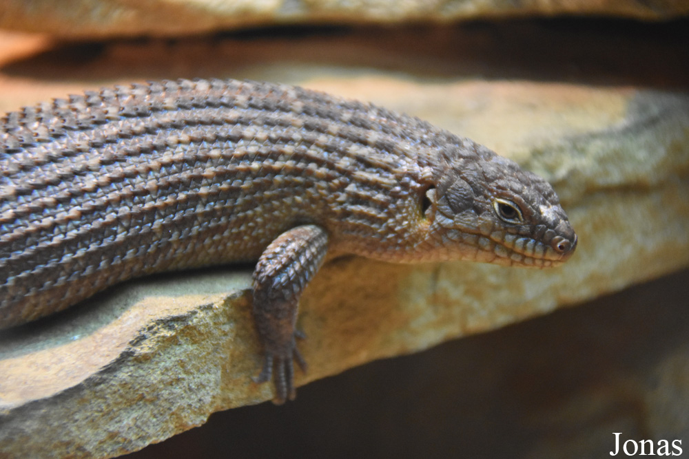Egernia stokesii