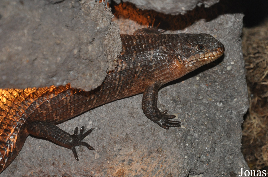 Egernia stokesii