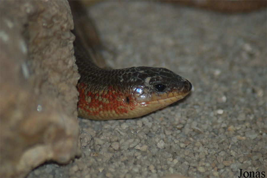Eumeces chinensis