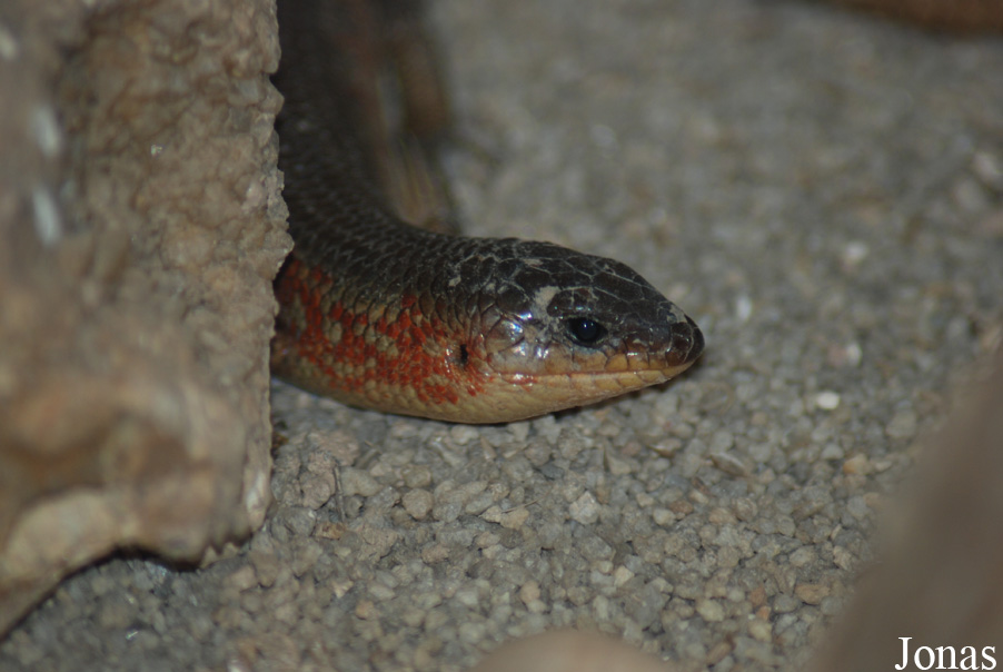Eumeces chinensis
