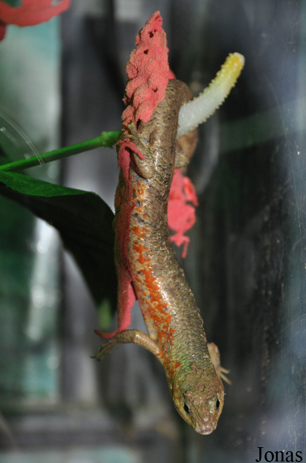 Eumeces chinensis