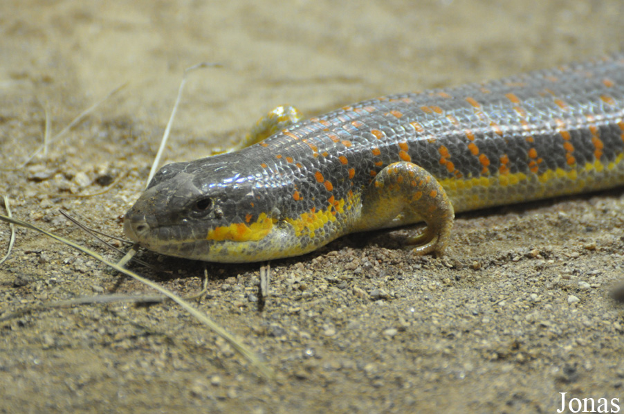 Eumeces schneideri aldrovandii