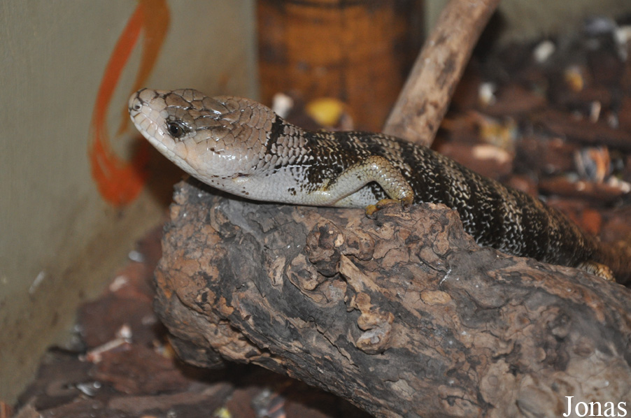 Hemisphaeriodon gerrardii