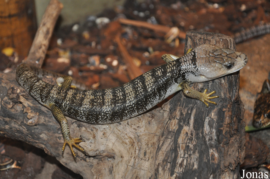 Hemisphaeriodon gerrardii