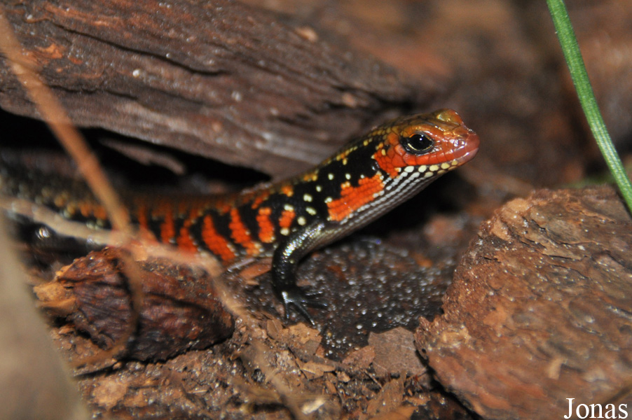 Lepidothyris fernandi
