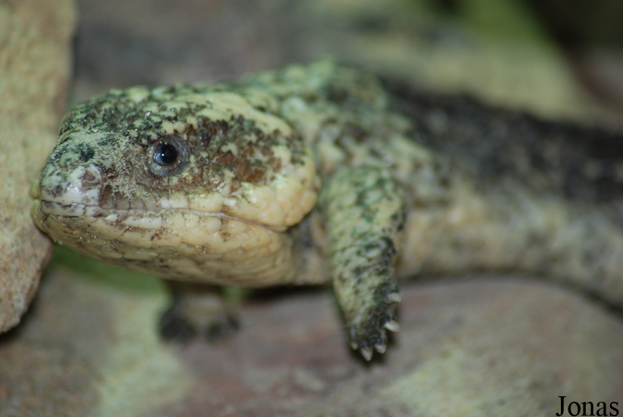 Tiliqua rugosa