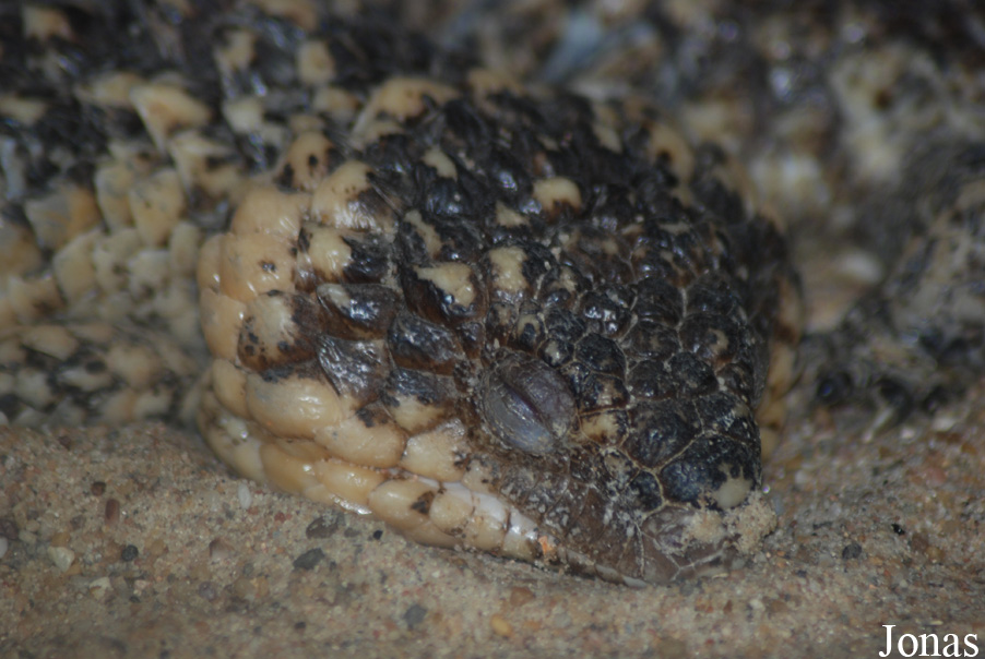 Tiliqua rugosa