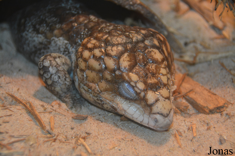 Tiliqua rugosa