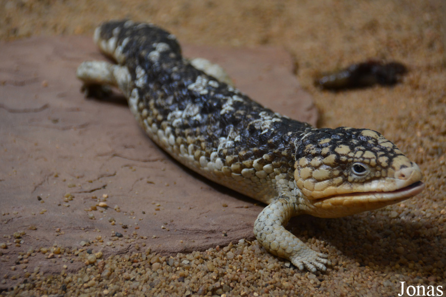 Tiliqua rugosa