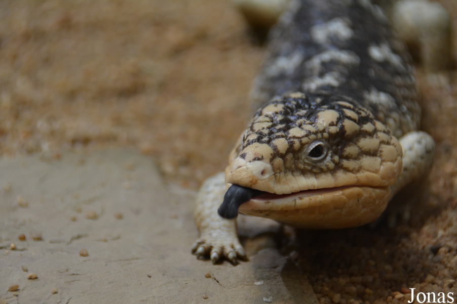 Tiliqua rugosa