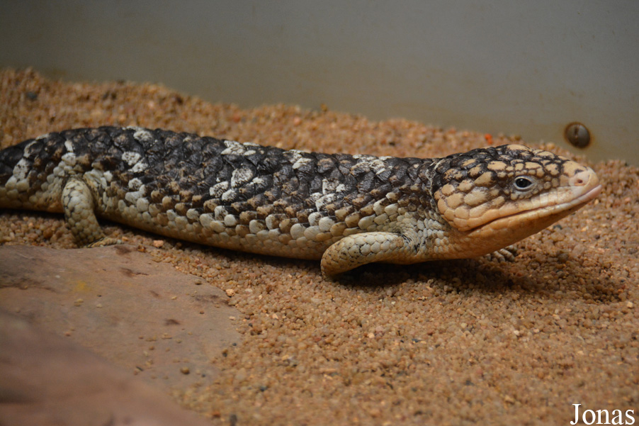 Tiliqua rugosa