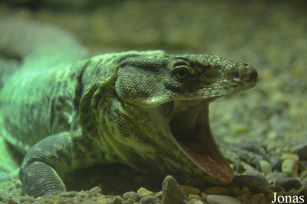 Callopistes flavipunctatus
