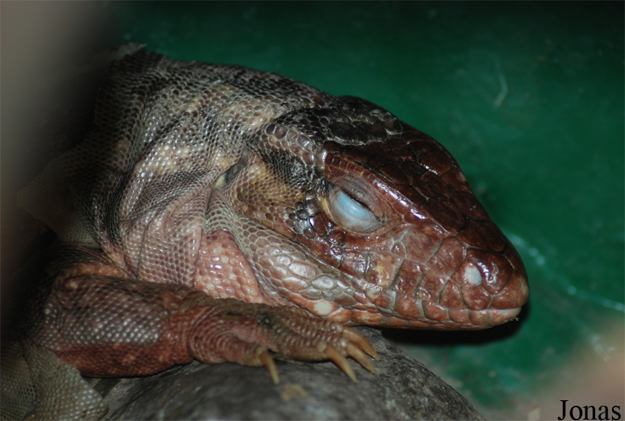 Tupinambis rufescens