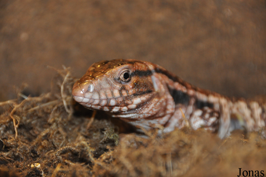 Tupinambis rufescens