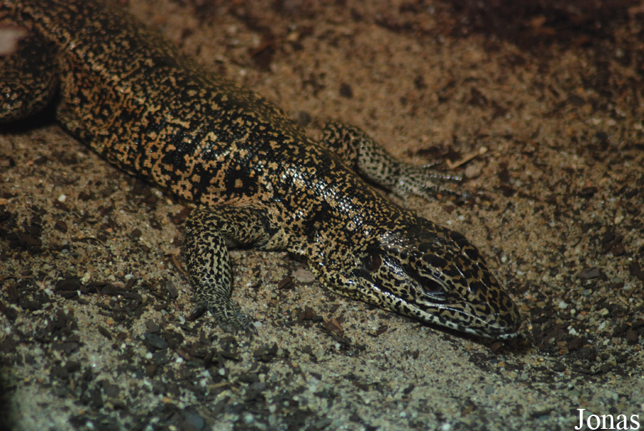 Tupinambis teguixin